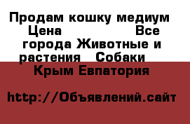 Продам кошку медиум › Цена ­ 6 000 000 - Все города Животные и растения » Собаки   . Крым,Евпатория